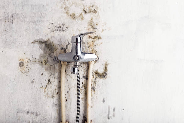 Best Fast Mold Removal  in Governors Clu, NC
