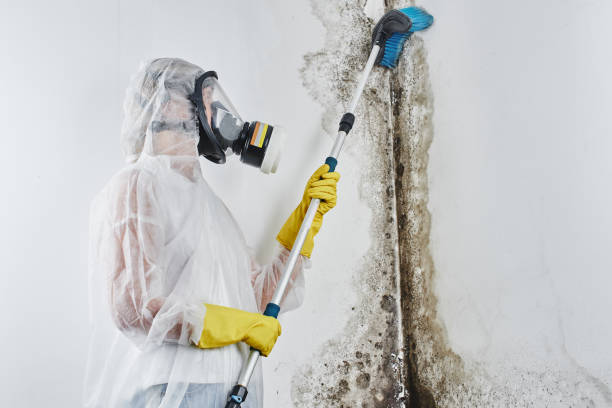 Best Professional Mold Removal  in Governors Clu, NC