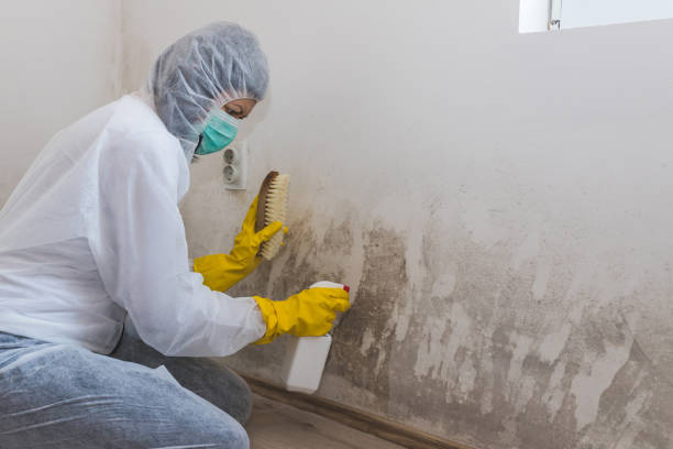 Trusted Governors Clu, NC Mold Removal Experts