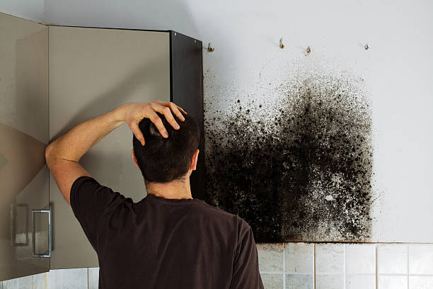 Best Black Mold Removal  in Governors Clu, NC