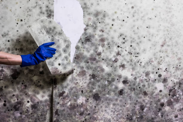 Best Mold Testing  in Governors Clu, NC